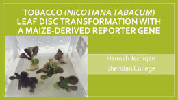 Tobacco (Nicotiana tabacum) Leaf Disc Transformation with a Maize