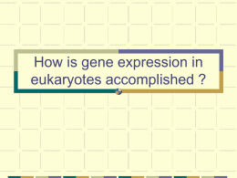 How is gene expression in eukaryotes accomplished