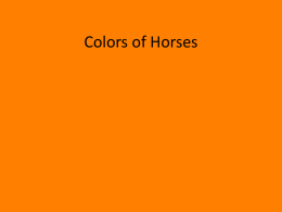 Colors of Horses