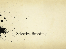 Selective breedingx