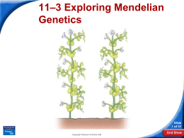 11–3 Exploring Mendelian Genetics