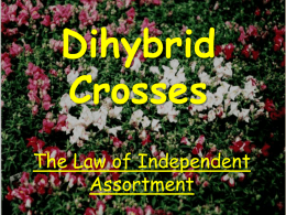 Dihybrid Crosses - ScienceGeek.net