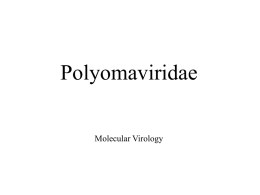 Polyomaviridae