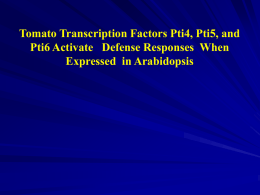 Tomato Transcription Factors Pti4, Pti5, and Pti6 Activate