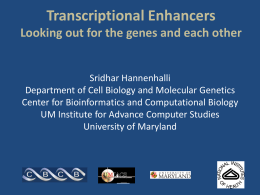Transcriptional Enhancers - Looking out for the Genes and Each Other