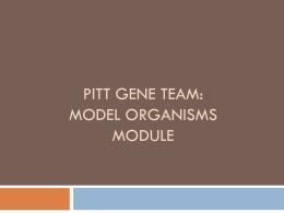 2012 Model Organism Good Versionx