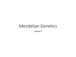 Mendelian Genetics Updated 2015 with Bellringersx
