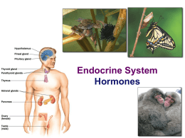Endocrine System 2013-2014 with four embedded videos