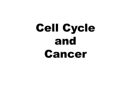 Cell Cycle and cancer ppx