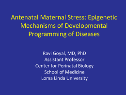 Antenatal Maternal Stress: Epigenetic Mechanisms of