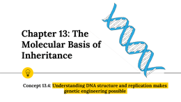 Chapter 13: The Molecular Basis of Inheritance