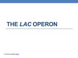 Powerpoint Presentation: The Lac Operon