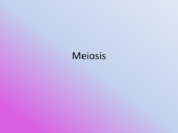 meiosis ppt