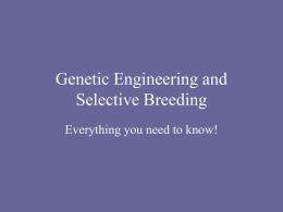 Genetic Engineering and Selective Breeding Ppt