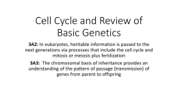 Cell Cycle and Review of Basic Genetics