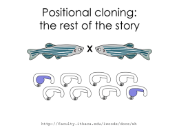 positionalCloning15