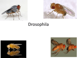 Drosophila - My biology resource:free resources