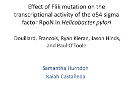 Effect of Flik mutation on the transcriptional activity
