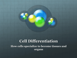 Cell Differentiation - Mounds Park Academy Blogs