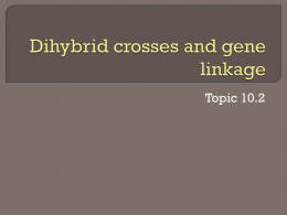 Dihybrid crosses and gene linkage