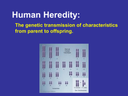 14.1 Human Heredity Chromosomes