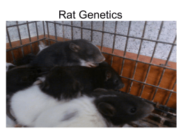 Rat Genetics