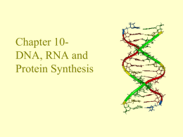10.3 - Protein Synthesis / Translation