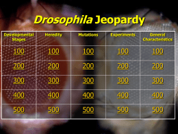 Drosophila Jeopardy