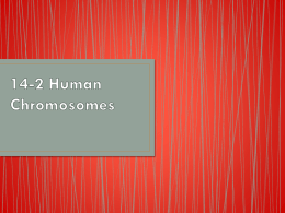 14-2 Human Chromosomes - Lincoln Park High School