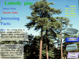 Loblolly pine - Gulf Coast Consortia