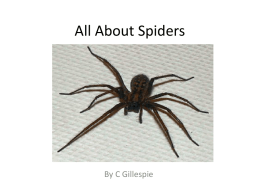 to read an information book about spiders