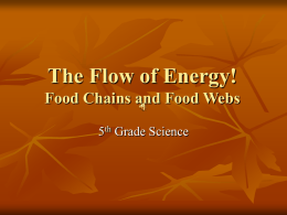 Food Chains - uheledsciencemethods