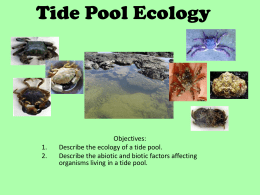 bYTEBoss Tide Pool Ecology