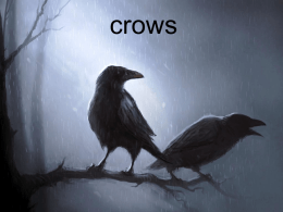 crows - ESL183LSSPRING2012