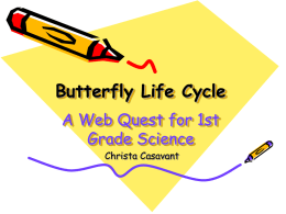 Butterfly Life Cycle A Web Quest for 1st Grade Science