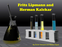 Fritz Lipmann and Herman Kalckar