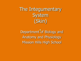 The Integumentary (Skin) System