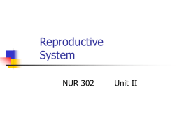 Reproductive System