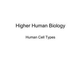 Higher Human Biology: Human Cell Types
