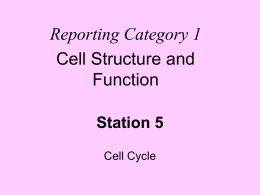 Station 5 - Cell Cycle