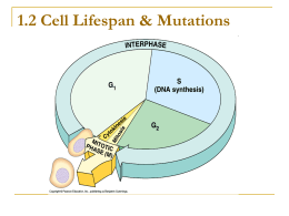 1.2 Cell Lifespan & mutations