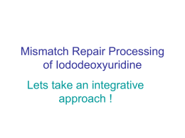 Mismatch Repair Processing of Iododeoxyuridine: Lets take an