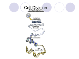 Cell Division