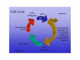 Cell Cycle - TeachLine