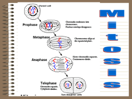 MitosisCellCycle