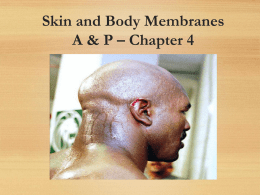 Skin and Body Membranes A & P – Chapter 4