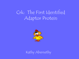 Crk: The First Identified Adaptor Protein