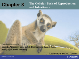 Chap 8 – Cancer and Regulation of Cell Cycle