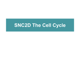 SNC2D – The Cell Cycle