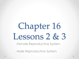Chapter 16 Reproductive Systems